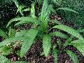 Accordion Aspidistra / Aspidistra capitulata